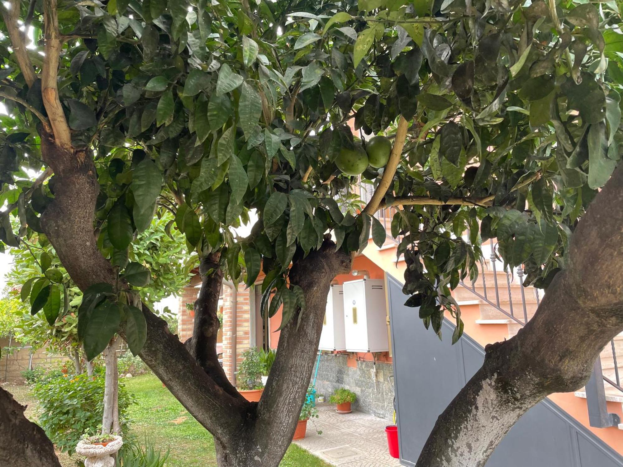 Un Sogno Nel Verde Acilia Zewnętrze zdjęcie